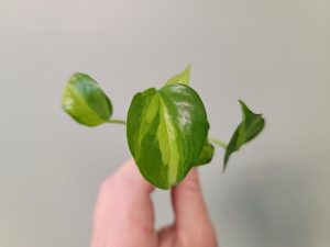 Pothos Global Green Rooted Cuttings