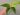 Pothos Jessenia (1)