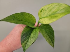 Pothos Jessenia Rooted Cuttings