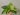Pothos Marble Queen (1)
