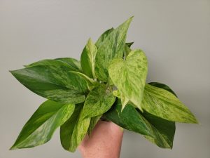 Pothos Marble Queen Rooted Cuttings