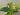 Pothos Marble Queen (2)