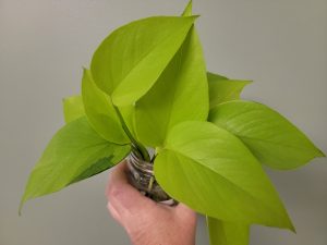 Pothos Neon Rooted Cuttings