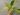 Pothos Snow Queen (1)