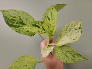 Pothos Snow Queen Rooted Cuttings