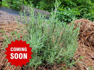 Rosemary - Arp