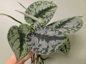 Scindapsus pictus (Silver Satin Pothos) Rooted Cuttings