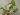 Syngonium Milk Confetti (1)