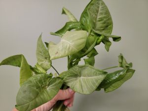 Syngonium Milk Confetti (Arrowhead Plant) Rooted Cutting
