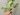 Syngonium Milk Confetti (3)