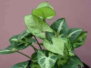 Syngonium Mini Pixie (Arrowhead Plant) Rooted Cutting