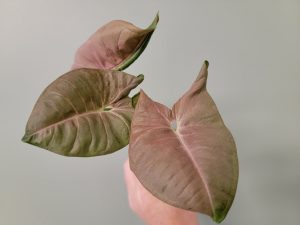 Syngonium Neon (Arrowhead Plant) Rooted Cutting