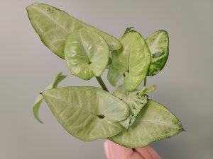 Syngonium Snow White (Arrowhead Plant) Rooted Cutting