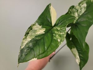 Syngonium albo (Arrowhead Plant) Rooted Cutting