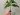 Syngonium albo (2)