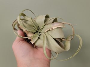 Air Plant - Tillandsia Xerographica